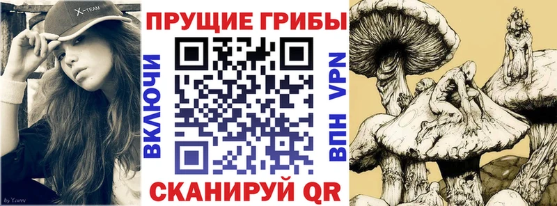 цены   Шали  Галлюциногенные грибы прущие грибы 
